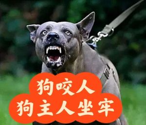 打了狗狗后不亲近主人_别打狗了，会毁信任，温柔点哄哄它