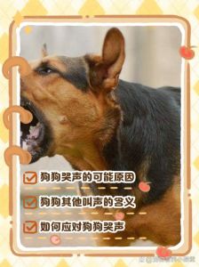 狗生独狗是什么兆头_狗单胎旺家是老观念心理安慰，别太当真
