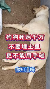 狗死了能不能埋土里_狗狗去世怎么办？埋或火化要注意，防疫站不可少！