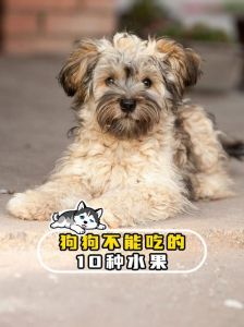 泰迪狗必吃水果第一名_泰迪喂水果有讲究，别喂错果核籽，适量更健康