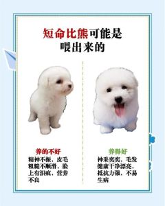 狗冬天生狗要注意什么_冬天狗狗生产保暖护理全攻略