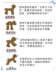 简述犬的十大心理_它们在想啥？