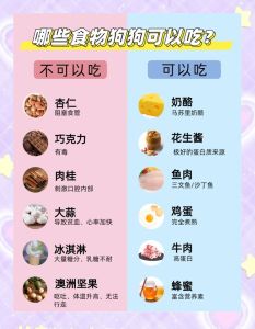 泰迪狗不能吃什么东西_泰迪喂饭有讲究，巧克力和米饭要适量，多溜达保持卫生，营养均衡更健康