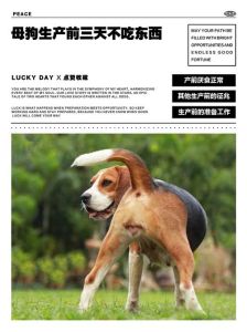 母狗生下小狗不吃饭怎么办_狗妈妈产后没胃口？别急，科学喂养助恢复！