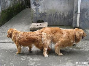 金毛配种最佳时间表_金毛母狗发情配种全攻略