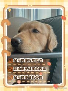 50斤金毛一天吃多少_金毛犬日喂一斤半到三斤，因年龄活动量身体调整