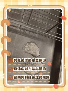 刚吃的狗粮狗吐了还能再喂吗_狗狗吐了咋办？看情况，别乱喂，观察精神，严重快就医