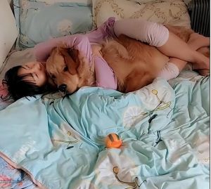 为什么金毛喜欢躲在床底_金毛犬钻床底正常吗？安全又舒适的小窝