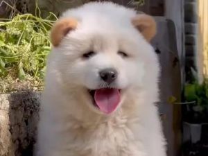 白狗黄耳朵最忌讳三个东西_客厅养旺运，注意平衡好气场！