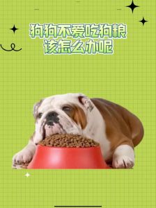 饿能改掉泰迪的挑食吗_泰迪不吃东西怎么办？试试这些靠谱方法！