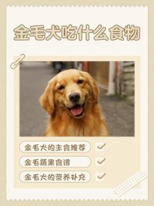 50斤的金毛一天吃多少狗粮_50斤约6-8两，因年龄活动量狗粮而异