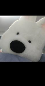 西瓜地是什么狗_西瓜地适合养什么狗？西高地犬活泼，但买狗要量力而行