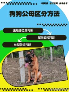 如何分辨小狗公狗母狗图片_狗狗公母怎么分？看体型毛发牙齿，主人都能学会！