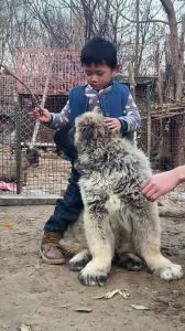 常见可养中大型犬_选对大狗很关键，性格健康是根本！