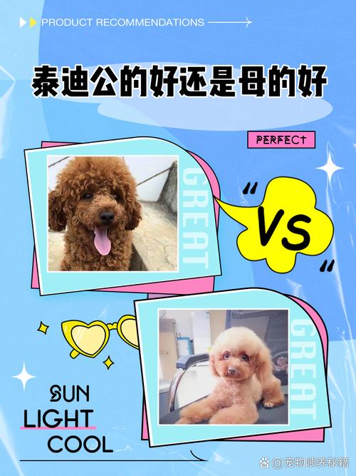 泰迪狗丢了会认新主人吗_泰迪丢了难受，新家耐心照顾，狗狗会认新主