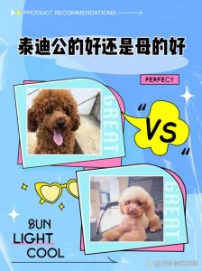 泰迪狗丢了会认新主人吗_泰迪丢了难受，新家耐心照顾，狗狗会认新主