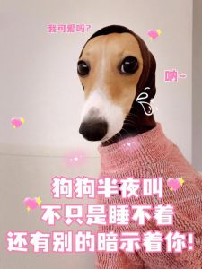 晚上狗莫名其妙叫一直叫_狗狗半夜叫怎么办？找出原因帮它安心睡觉