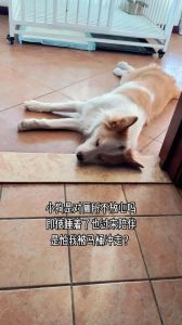 边牧夜里哼唧要警惕_快速识别狗狗需求，轻松应对！