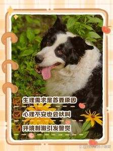 大狗晚上突然叫个不停_狗狗夜叫原因多，检查需求常陪伴