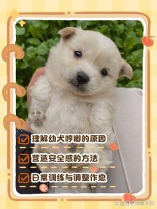 狗狗幼崽一直叫的原因_狗狗新家叫叫的？观察原因多安抚！