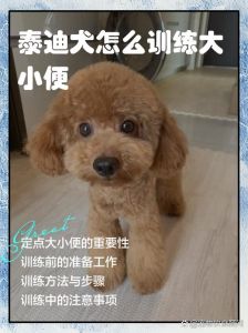 泰迪训练教程18个技巧_泰迪新主人必看！18招新手养泰迪实用教程