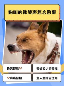 农村狗晚上一直叫怎么办_农村狗晚上叫怎么办？主人多关心，依法解决