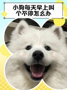 狗一大早上就叫不停是怎么回事_狗狗早吠怎么办？解决生理心理烦恼