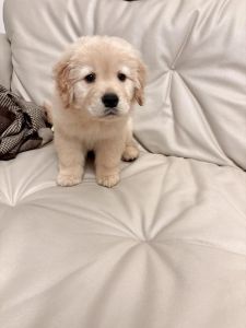 幼犬太活跃像疯了一样_狗狗疯跑乱叫怎么办？带它运动，规律生活，别喂太咸太油！