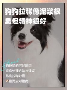 狗一直拉肚子但精神状态很好_狗狗拉肚子但精神好？肠胃敏感或压力，先调整饮食观察