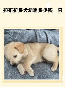 幼犬建议领出去玩嘛_别疯玩，注意防晒防累，驱虫要小心，洗澡刷牙勤快些