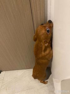 狗狗坐立不安转来转去一直哼哼_狗狗坐立不安怎么办？排查原因，营造舒适环境！