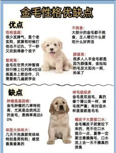 狗一直跑来跑去为什么_狗狗在家转悠正常，多陪它玩溜达溜达就好了！
