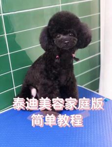 怎么养泰迪狗会更干净_勤梳毛少洗澡，好粮鱼油保健康，运动定点讲卫生