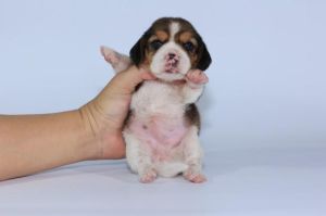 比格幼犬晚上睡觉吗_比格犬睡太多？别慌，可能是饿了冷了或生病了！