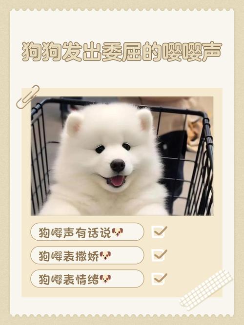 狗会嘤嘤叫是撒娇吗_狗狗嘤嘤叫是啥意思？别只听声音！