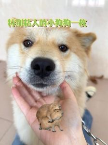 顶流怎么是粘人小狗啊_顶流学小狗讨好粉丝，团队设计满足心理需求