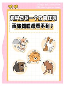 为什么野狗一到深夜就叫不停_交友护家或不适，别烦它是想保护你