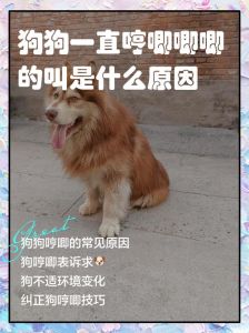 幼犬坐立不安转来转去一直哼哼_狗狗烦躁不安？身体不适或需要陪伴，多加留意！