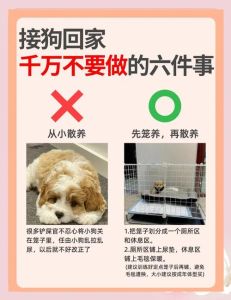 我出门狗狗就狂叫咋办_狗狗出门老吠叫？别急，试试这些方法！