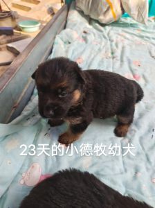 2个月德牧能咬死别的幼犬吗_德牧小狗爱咬人怎么办？科学喂养是关键