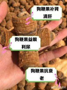 狗屎有什么功效和作用_从古至今的幸运说
