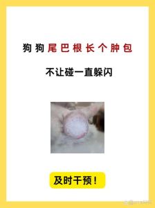 博美狗尾巴根部变粗什么原因_博美犬尾巴变粗？可能是发炎了，得留心！