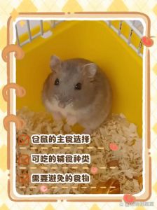 开心小宝贝狗剩子仓鼠糯糯_我家小仓鼠糯米超可爱，毛茸茸超萌！