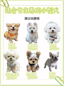 宠物狗都有哪些品种_选对狗狗品种，找最适合你的宠物伙伴