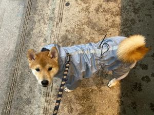 我是被雨淋湿的小狗_瞬间懂你的委屈与无奈