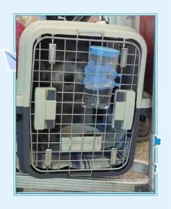 狗怎么托运带回家_高铁飞机都行？狗狗托运看这几点！
