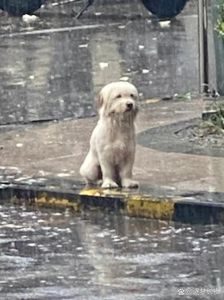 暴雨狗狗待在外面会死吗_狗狗怕暴雨？听鼻子耳朵躲雨，主人得护着它！