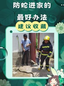 蛇在屋里找不到了怎么办_家里窜蛇别慌，找对方法能赶走