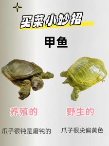 鳖是软体动物还是爬行动物_鳖是爬行动物，用肺呼吸，需晒太阳，现已受保护