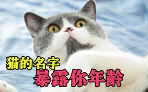 猫笔叨2025年11月3日_属鼠财运好，属牛朋友送钱，属兔工作出彩！